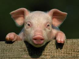 schwein